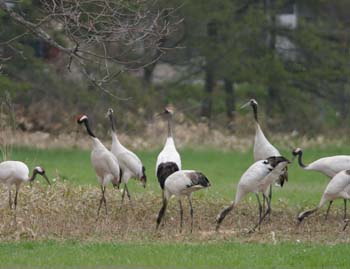 5739_Red-crowned_Crane