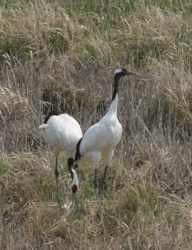 5773_Red-crowned_Crane