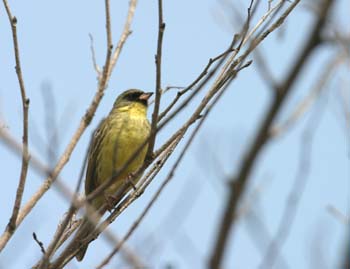 5916_Black-faced_Bunting