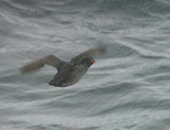 6100_Crested_Auklet