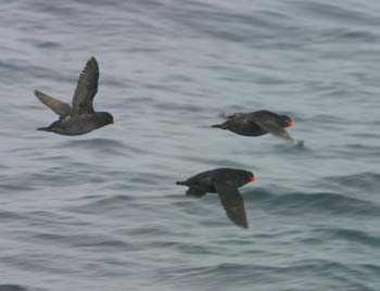 6108_Crested_Auklet