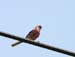 5950_Long-tailed_Rose_Finch
