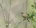 5958_Eastern_Crowned_Leaf-Warbler