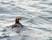 6003_Tufted_Puffin