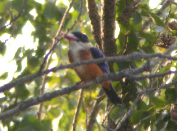 0042_Black-capped_Kingfisher