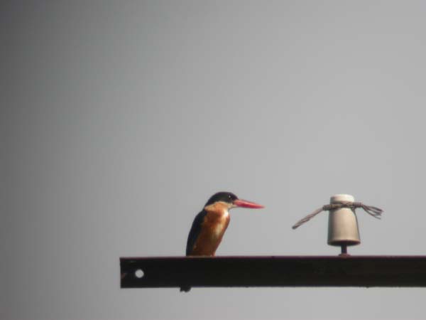 0050_Black-capped_Kingfisher