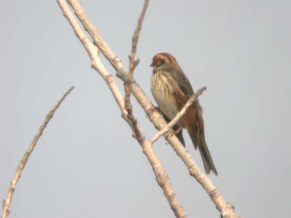 0091_Little_Bunting