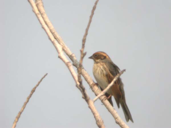 0092_Little_Bunting