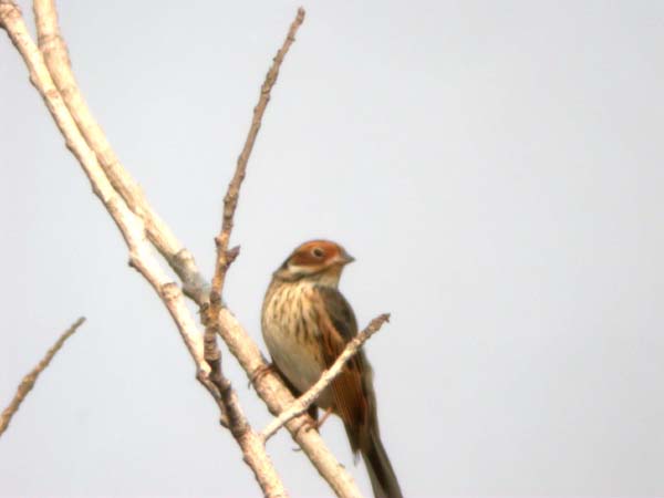 0093_Little_Bunting