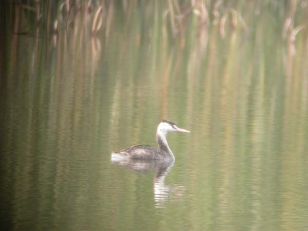 0158_Great_Crested_Grebe