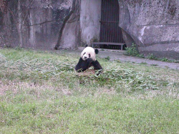 0298_Panda_Bear