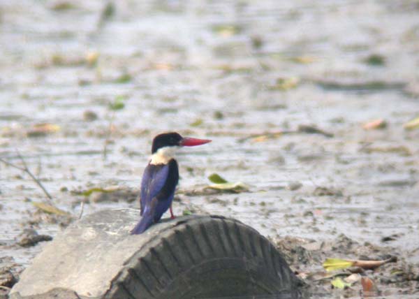 0864_Black-capped_Kingfisher