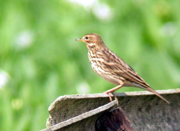 0870_Red-throated_Pipit