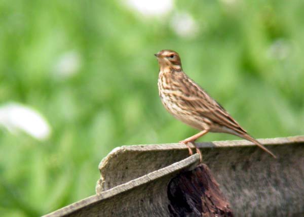 0871_Red-throated_Pipit