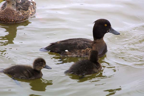 3974_Tufted_Duck_and_chicks
