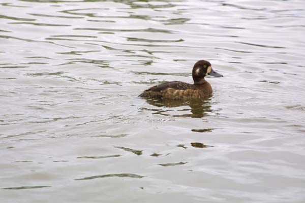 3982_Greater_Scaup_female