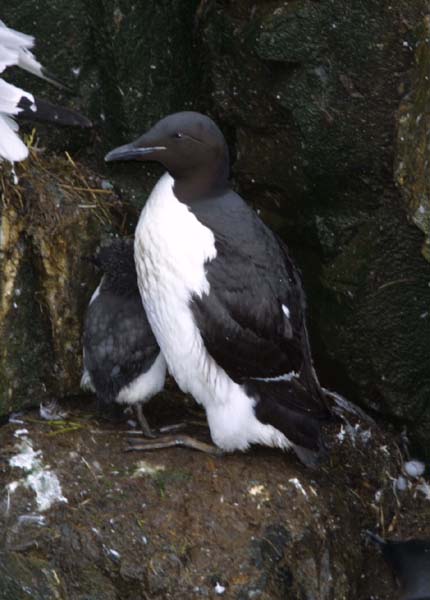 4276_Thick-billed_Murre_and_chick