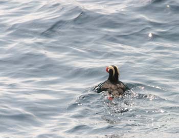 6004_Tufted_Puffin