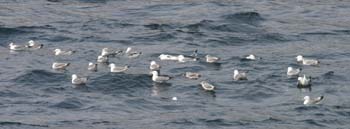 6008_Black-legged_Kittiwake