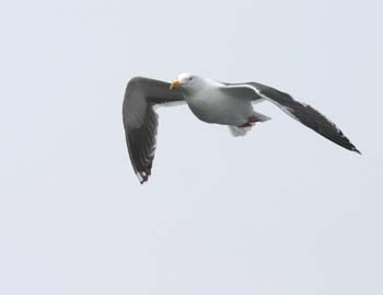 6026_Slaty-backed_Gull