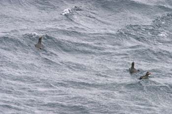 6089_Whiskered_Auklet