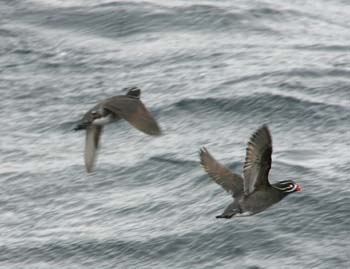 6092_Whiskered_Auklet