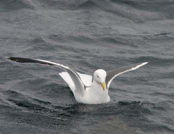 6093_Slaty-backed_Gull