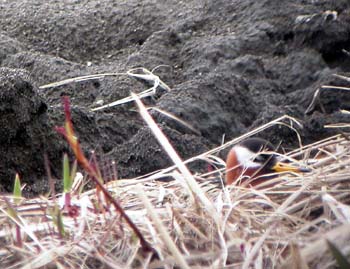 6250-N1460_Red_Phalarope