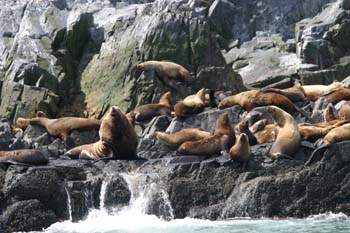 6267_Steller's_Sea_Lion