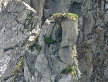 6298_Steller's_Sea-Eagle_Nest