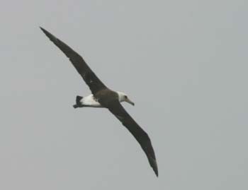 6322_Laysan_Albatross