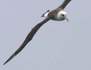 6324_Laysan_Albatross