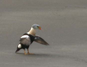 6394_King_Eider