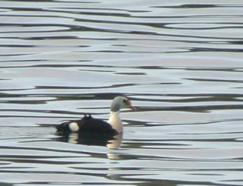 6395-N1489_King_Eider