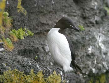 6401_Thick-billed_Murre