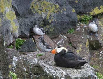 6409_Tufted_Puffin