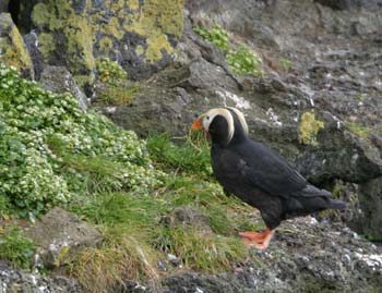 6411_Tufted_Puffin