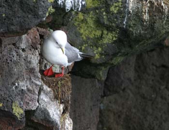 6413_Red-legged_Kittiwake