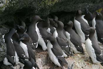 6422_Common_Murre