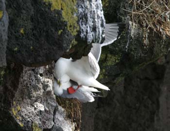 6449_Red-legged_Kittiwake