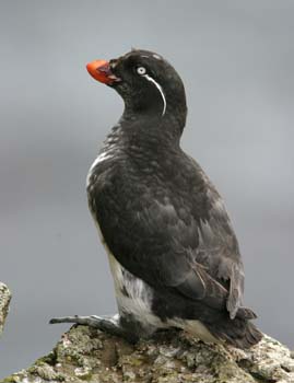 6462_Parakeet_Auklet