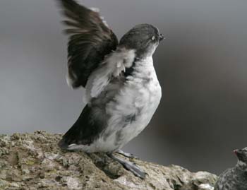 6468_Least_Auklet