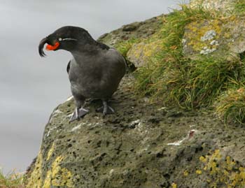 6475_Chrested_Auklet