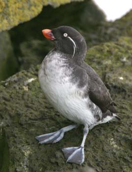 6483_Parkeet_Auklet