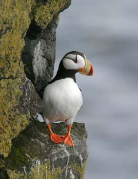 6485_Horned Puffin