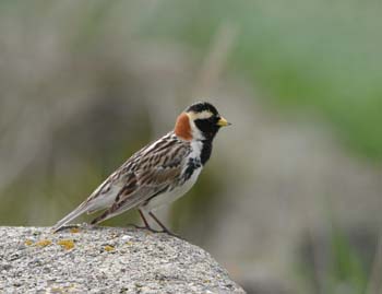 6496_Lapland_Longspur