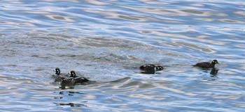 6501_Harlequin_Duck