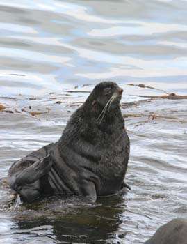 6506_Northern_Fur_Seal