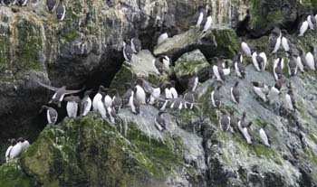 6518_Common_Murre