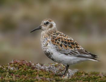 6538_Rock_Sandpiper